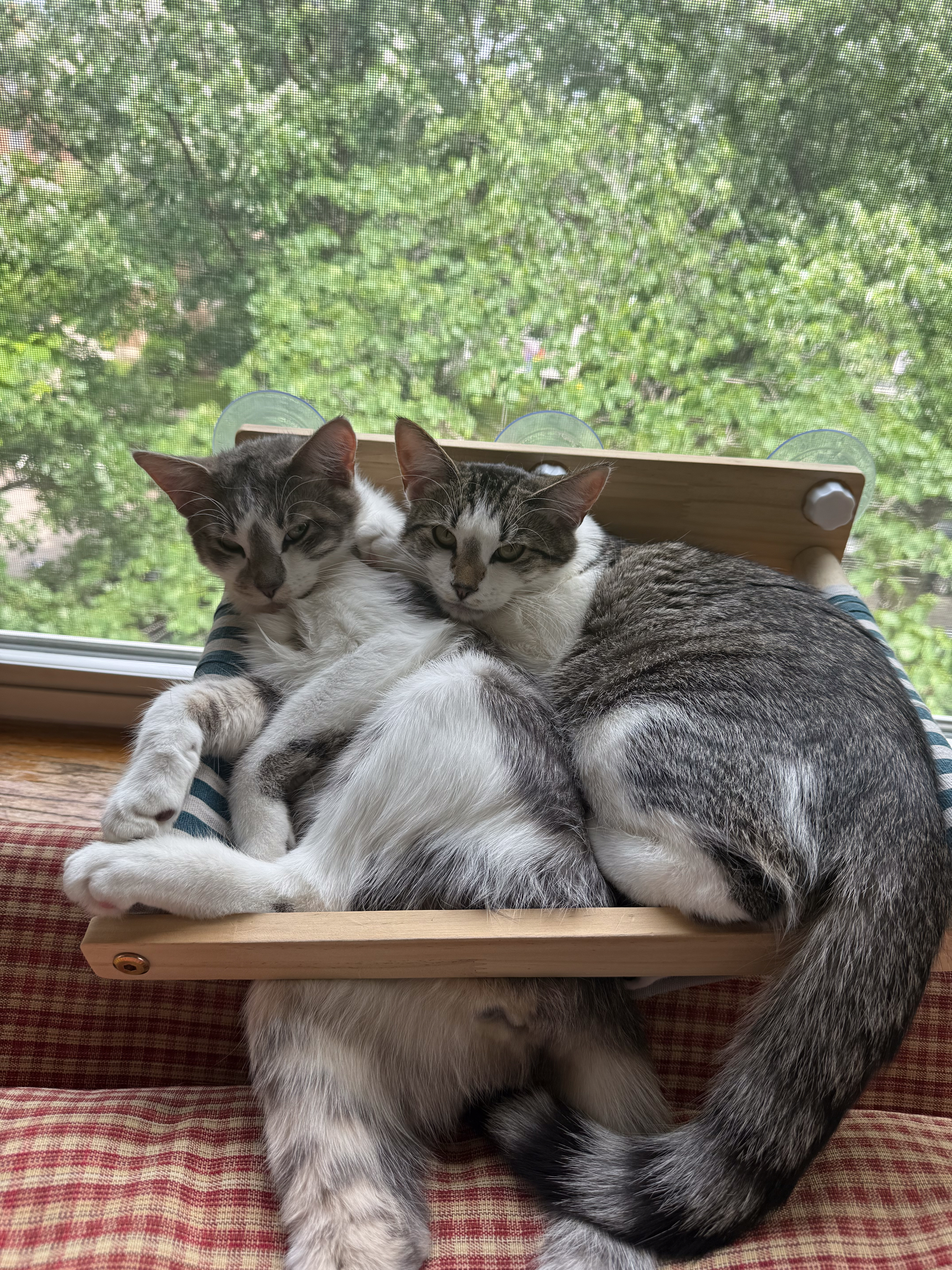 My Cats